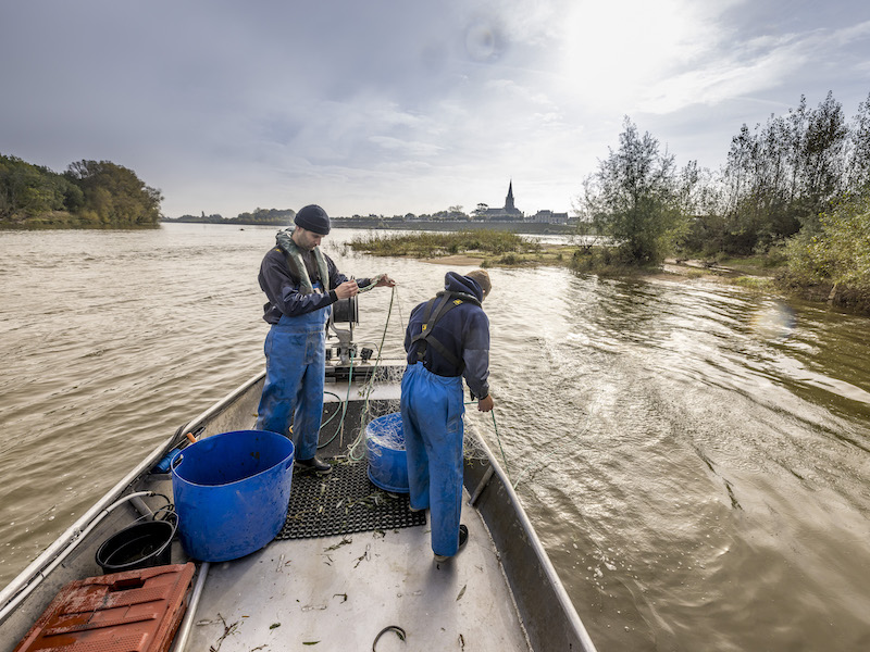 Relève des filets avec un pêcheur professionnel de Loire